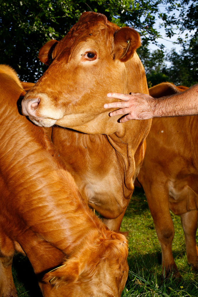 Limousin cows in Farmer John’s pasture. Mosa Meat will cultivate their cells in a lab to grow into hamburger that is genetically identical, no slaughter required