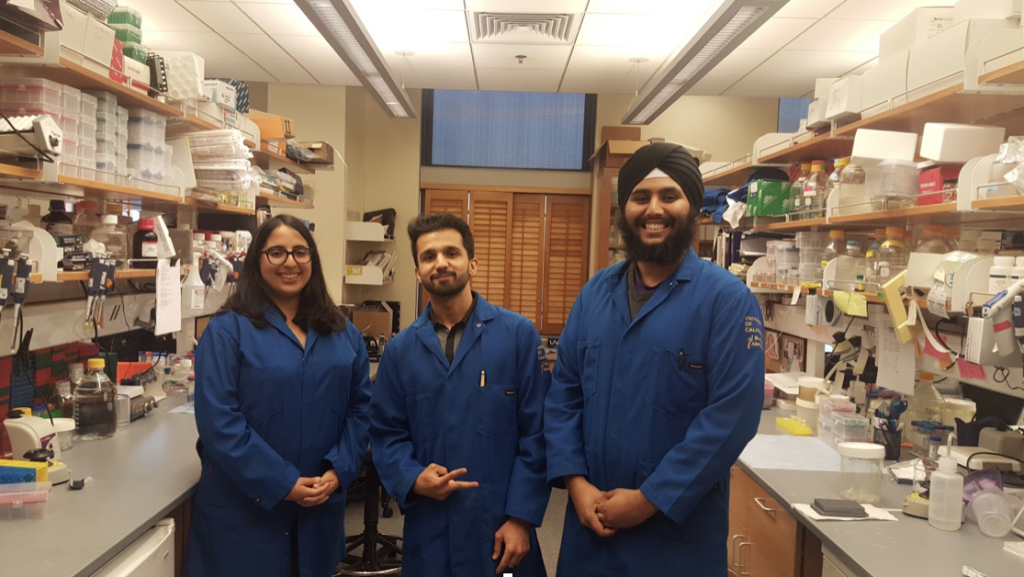 Paramjyot Panesar, Juliet Hemmati and Fardeen Nekmard in the lab for their project to use CRISPR to edit out the bitter taste of pea protein. 