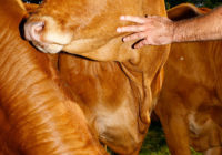 Limousin cows in Farmer John’s pasture. Mosa Meat will cultivate their cells in a lab to grow into hamburger that is genetically identical, no slaughter required